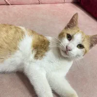 واگذاری کاملا رایگان گربه نارنجی لوس و مهربون|گربه|رشت, رشتیان|دیوار