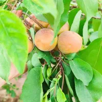 زمین مناسب سرمایه گذاری در یوسف رضا ۲۰۰متر تا ۲۰۰۰