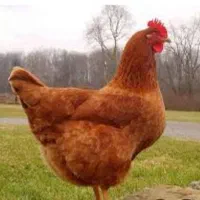 مرغ تخم گذار