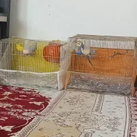 یک جفت عروس هلندی زیبا|پرنده|شیروان (خراسان), |دیوار