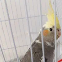 عروس هلندی با قفس|پرنده|شبستر, |دیوار