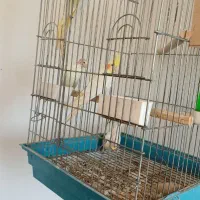 مرغ عروس نر و ماده