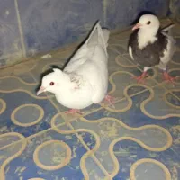کفتر کبوتر