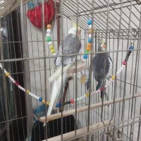 عروس دو عدد نر