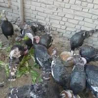 ۷‌عدد‌بوقلمون‌نر|حیوانات مزرعه|خرمدره, |دیوار