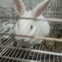 خرگوش نر و ماده