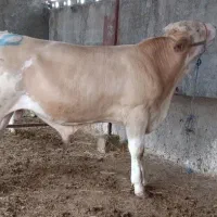 گوساله های درجه یک