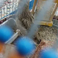 پرنده|پرنده|تربت جام, حافظ|دیوار