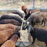 گوسفند پرورشی نر یک ساله کیلویی