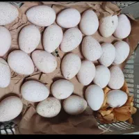 تخم بولقلمون