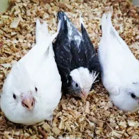 عروس هلندی سرلاکی نرم خور وغیره