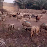 فروش میش بره دار و آبستن