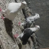 کبوتر پرشی