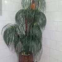 گل نخل بسیار زیبا ،تازه برام کادو آوردن