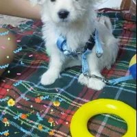 شیتزو تریدر اصیل باکیفیت،ق۱۱ملیون، خ شیرین دوماهه