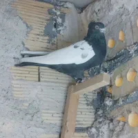 ۳ تا کبوتر صید