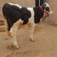 گوساله نر|حیوانات مزرعه|اسفرورین, |دیوار