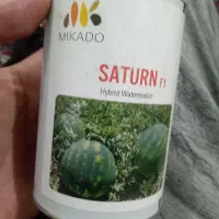 بزر هندوانه گرد