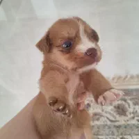 واگذاری پت|سگ|رشت, فلسطین|دیوار