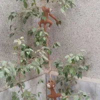 فروش گل طبیعی