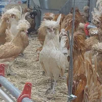 مرغ وخروس پولند ولهستانی