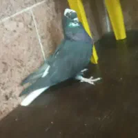 تعدادی کبوتر|پرنده|جیرفت, |دیوار