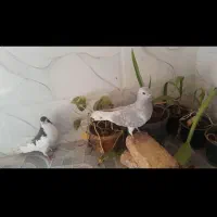 کفترنروماده ذاشت شهری|پرنده|فسا, |دیوار