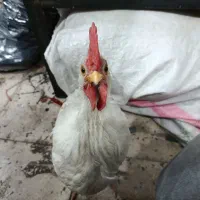 خروس