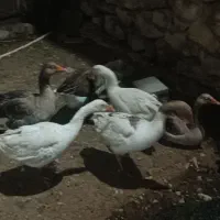 غاز سالم و سرحال