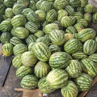 میوه خربزه هندوانه