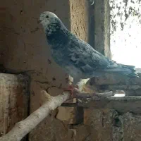 کبوتر نر خوش ذات
