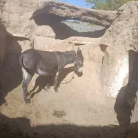 شیر خر یا الاغ|خوردنی و آشامیدنی|بهمن صغاد, |دیوار