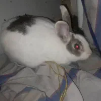 خرگوش خونگی بامزه