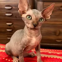 گربه اصیل نژاد دار