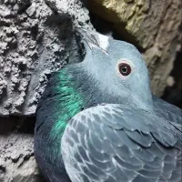 کفتر جان اردن پلاکی