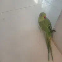 ملنگو سخن گو|پرنده|شهر بابک, |دیوار