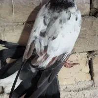 کفتر 4 تا