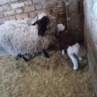 میش بره رومانوف