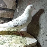 پرنده|پرنده|اصفهان, حصه جنوبی|دیوار