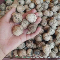 گردوی نخودکال موجود شد