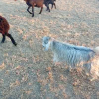 فروش دو عدد بزغاله یکی نرویکی ماده|حیوانات مزرعه|چهاربرج, |دیوار