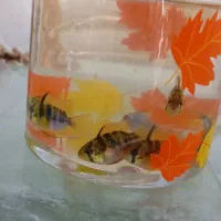 رامیزی مولد