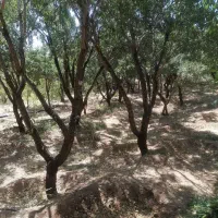 باغ-با-درختان-آجیلی-620متردرروستای-صادق-آباد