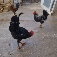 خروس محلی|حیوانات مزرعه|سرپل ذهاب, |دیوار