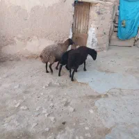 میش بره دار و ابستن|حیوانات مزرعه|ساوه, |دیوار