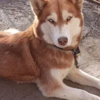 سگ هاسکی|سگ|نیشابور, فضل|دیوار