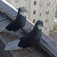 کبوتر پرشی|پرنده|پردیس, فاز ۱۱|دیوار