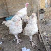 جوجه بوقلمون