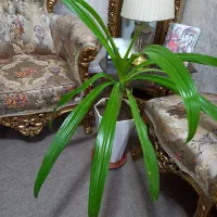 گل طبیعی|گل و گیاه طبیعی|شیراز, منطقه هوایی شهید دوران|دیوار