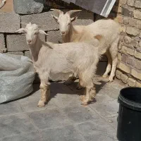 کره نر